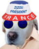 chien-zizou-vote-chemise