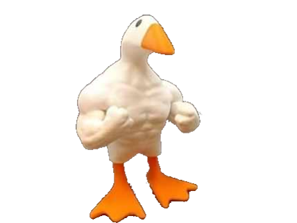 canard muscle deter go muscu gomuscu oiseau