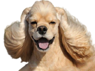 chien-dog-english-cocker-anglais-sourire-smile-grimace-troll-face-oreilles-cheveux-petard
