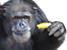 chimpanze-singe-banane-sourire-smile-malaise-facepalm-pas-compris-triste-decu-lose