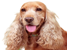 chien-animal-cocker-anglais-sourire-smile-content-happy-heureux