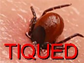 tique tiqued lyme lymed foret insecte parasite todomo