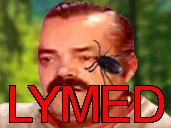 tique tiqued lyme lymed foret insecte parasite todomo