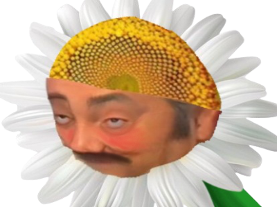 marguerite fleur paquerette flower timide mignon jardin parfum fleuri champ ete bonheur gentil rougir rougi