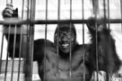 higana-gorille-cage-prison-sourire-lunette-negre-nigger-noir