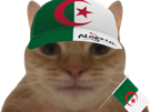 chat-dz-algerien-algerie-tahia-djazair-fier-drapeau-qlf-wesh