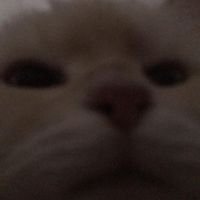 chat troll zoom hautain