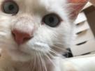 chat-tki-zoom