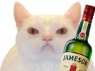 chat-pas-content-mais-bourre-donc-il-est-jameson-alcool