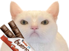 chat-blanc-enerve-pas-content-kinder-bueno