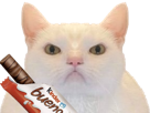 chat-blanc-enerve-pas-content-kinder-bueno