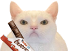 chat-blanc-enerve-pas-content-kinder-bueno