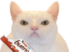 chat-blanc-enerve-pas-content-kinder-bueno