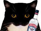 chat-maxwell-uni-blanc-enerve-pas-content-regard-deter-vodka-alcool-poliakov-spirytus-96