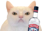 chat-maxwell-uni-blanc-enerve-pas-content-regard-deter-vodka-alcool-poliakov-spirytus-96