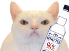 chat-maxwell-uni-blanc-enerve-pas-content-regard-deter-vodka-alcool-poliakov-spirytus-96