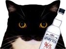 chat-maxwell-uni-blanc-enerve-pas-content-regard-deter-vodka-alcool-poliakov-spirytus-96