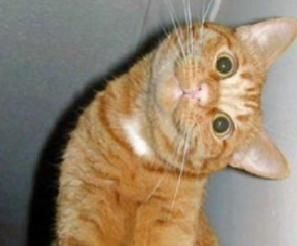 chat cat interrogatif