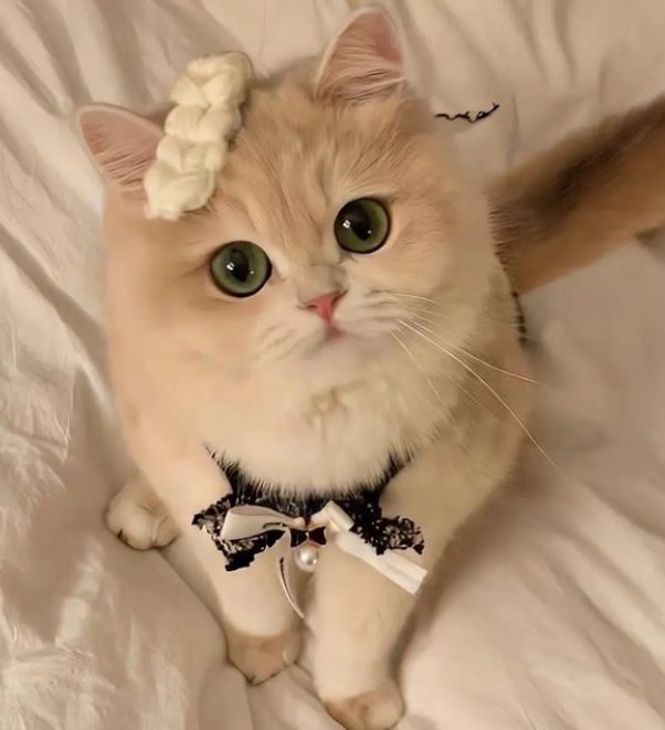 chat cat lady mignonne