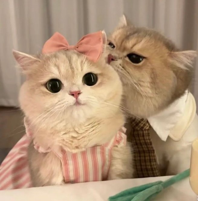 chat cat couple bisou