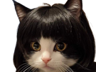 chat-perruque-cheveux-kj-loli-noir-blanc-mignon