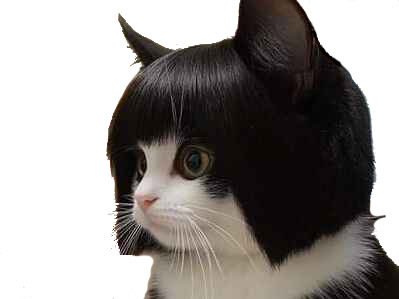 chat carre fille coupe