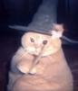 chat-magicien-baguette-sorcier-cat