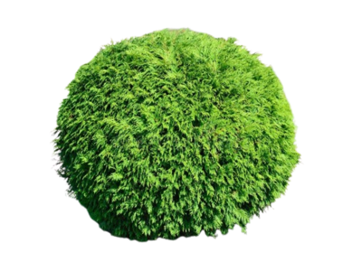 Sticker buisson lhb empire secret par Darh_Bush