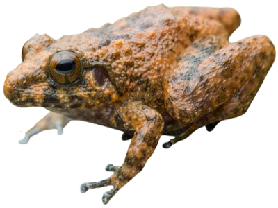 grenouille alcalus
