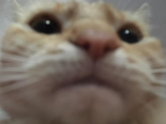 chat mignon decu etonne blase degoute qui a pitie de toi