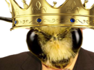 abeille roi king bzzzbzzz king
