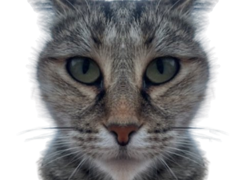 chat gris deter hautain