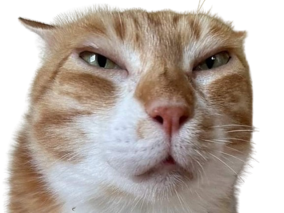 chat orange pov blanc yeux bride fatigue