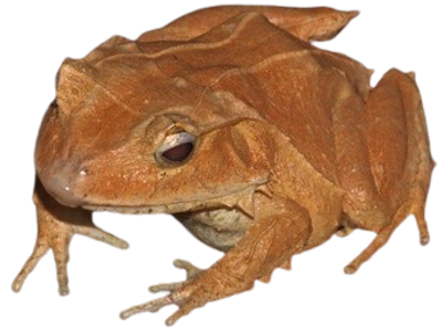 grenouille ceretrobatrachus guentheri