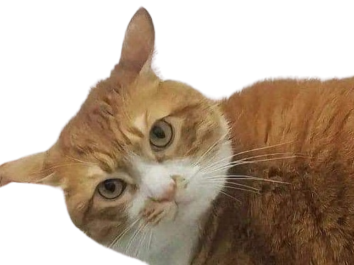 chat orange roux golem tete penchee blanc