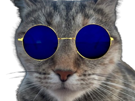 chat-lunettes