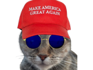 chat-trump-lunettes