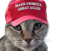 chat-dilicoquin-trump-trumpiste-amerique