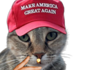 chat-dilicoquin-trump-trumpiste-amerique-cigarette-viril