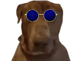 dog teddi doggo chien lunette tison