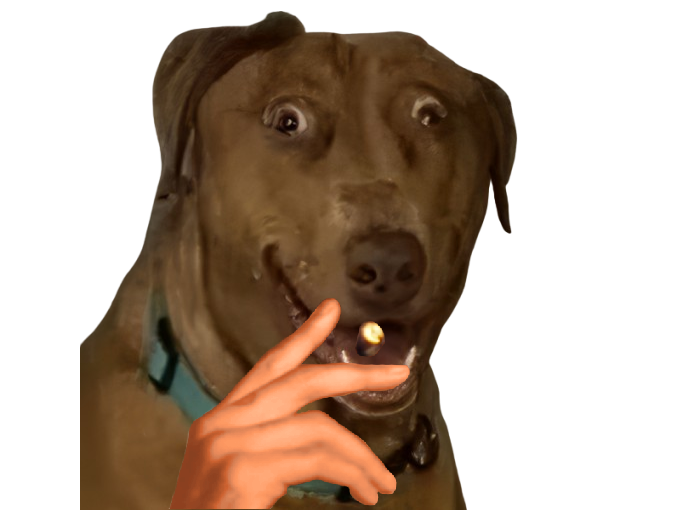 dog teddi doggo chien clope