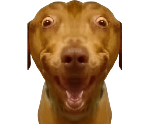 teddi dog doggo chien