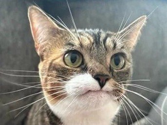 chat ouaip ok mouais