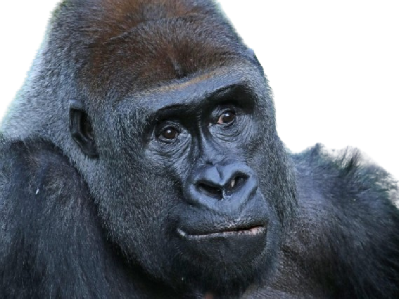 gorille animal hominidae soupir pensif penser think thinking malaise marre ras le bol