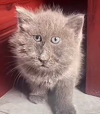 chat gris triso moche