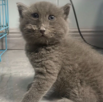 chat gris moche horrible triso