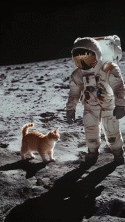 glandilus nevada gato katz armstrong apollo nasa cosmos spacex sky capsule qanon scandal hoax complotix