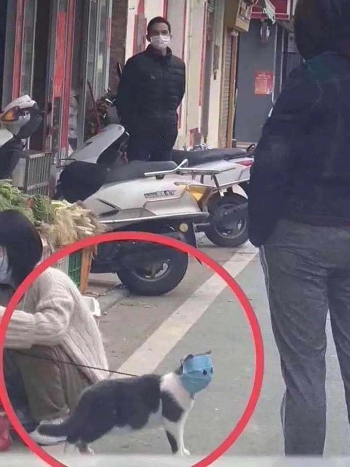 covid 19 2020 dystopie protection golem pnj peur virus malade plastique masque grippe vaccin pfizer