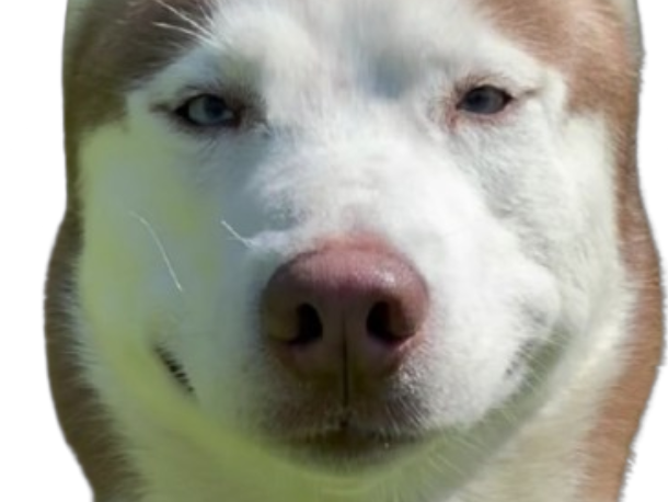 husky chien visage sourire malefique narquois