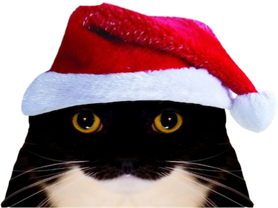 chat mignon noel bonnet